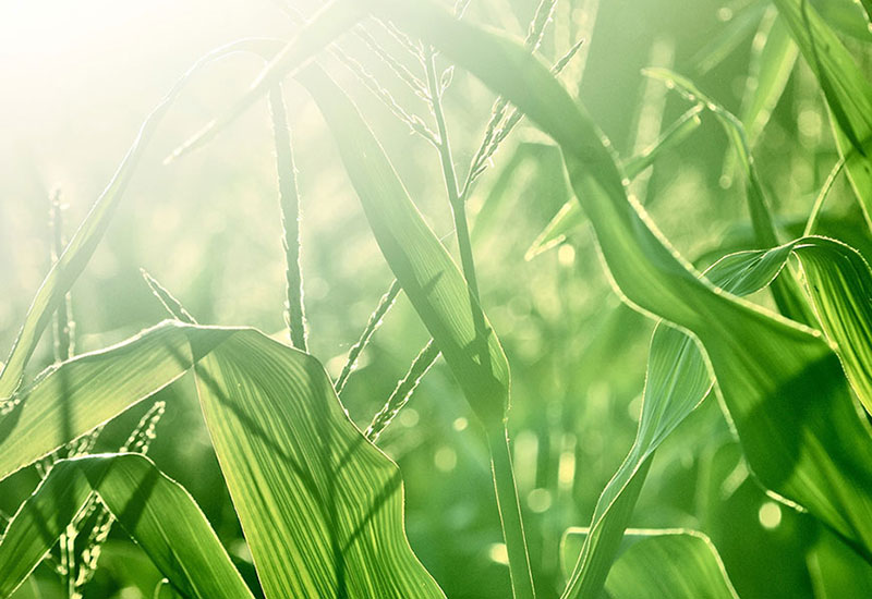 Les greiges en PET bio (SORONA) représentent 37% des matières premières provenant de plantes recyclées, ce sont des polymères biosourcés polyvalents et innovants à haute performance. Il a d'excellentes caractéristiques environnementales. Comparé au processus de production du Nylon 6 SORONA®, une consommation d'énergie réduite de 30% et des émissions de gaz à effet de serre réduites de 63%. Par rapport aux processus de production du Nylon 6.6, SORONA® consomme 40% moins d'énergie et émet 56% moins de gaz à effet de serre. Cela peut aider à réduire la dépendance aux ressources pétrolières et à réduire les émissions de gaz à effet de serre.